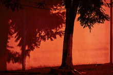 Load image into Gallery viewer, Tree at Dusk