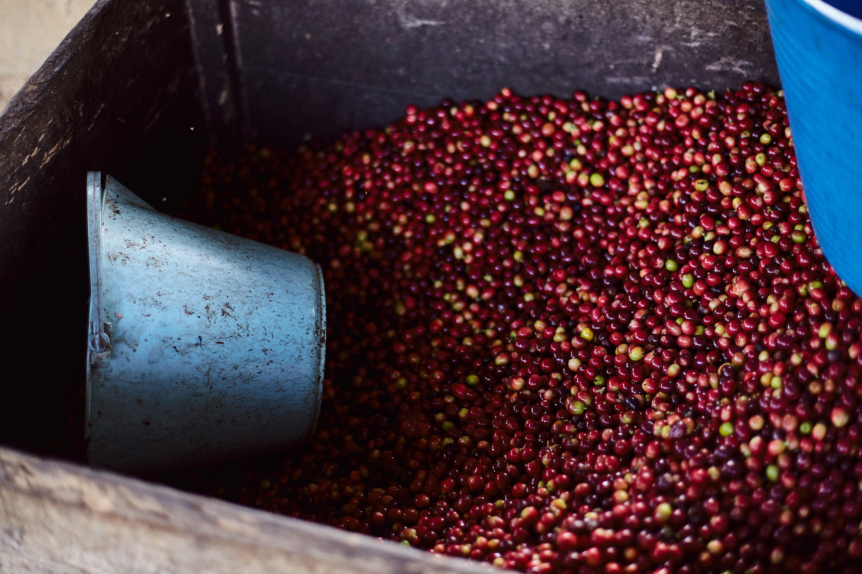Coffee Cherries for Pulping by Jake Green
